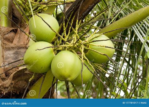Bunch Of Fresh Coconut Fruits On The Tree Stock Image Image Of Palm