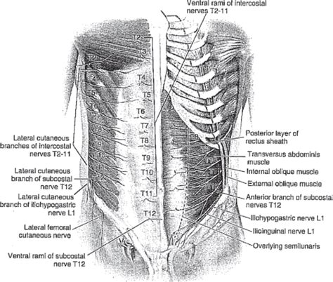 Figure 3 From Clinical Anatomy Of The Abdominal Wall Hernia Surgery
