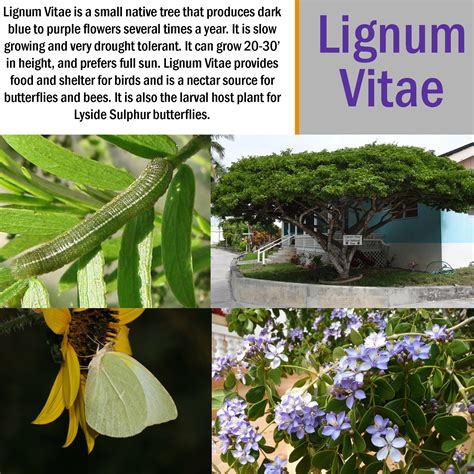 Lignum Vitae Club Care Of Florida