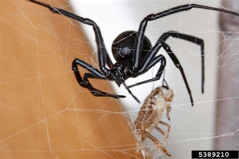 Black Widow Spider Latrodectus Mactans