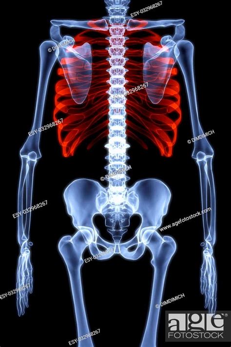 Human Skeleton Under The X Rays 3d Render Stock Photo Picture And Low Budget Royalty Free