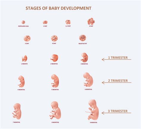 How A Baby Fetal Development In First Second Third Trimester