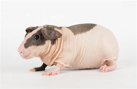 Skinny Guinea Pig Facts Personality Care With Pictures