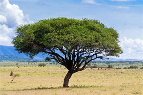 Regenschirm Thorntree Akazien Zweigbaum Mit Rift Valley Gebirgszug In