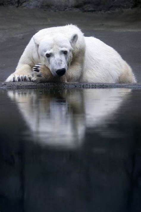 Its Lonely On A Quiet Rainy Thursday By Encaptured Polar Bear