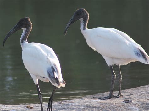 Gallery For Egyptian Ibis