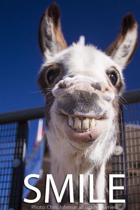 Pin By Princess On Donkeys Cute Animals Smiling Animals Funny