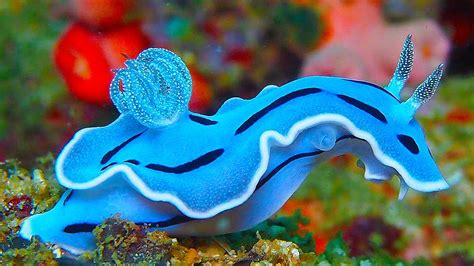 19 Incredibly Colorful Sea Creatures Youtube