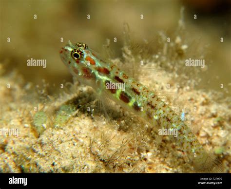 Spotted Pygmy Goby Eviota Guttata Stock Photo Alamy