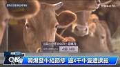 韓阻牛結節疹蔓延 牛隻全面接種疫苗