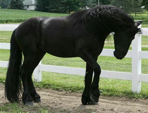 I Think This Is The Most Beautiful Friesian I Have Ever Seen