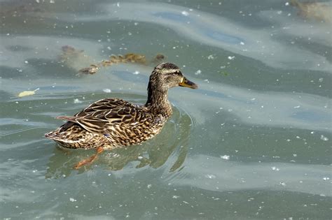 Wild Ducks Teal Bird Free Photo On Pixabay Pixabay