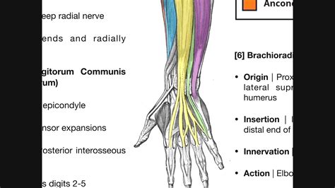 Pronator teres pronates the forearm, turning the hand posteriorly. Diagram Of The Muscles In The Forearm - Anatomy Arm And ...