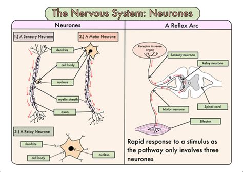 Gcse Biology Bundle On The Nervous System Inc The Eye Teaching