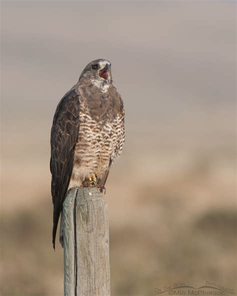 Adult Swainsons Hawk Calling On The Wing Photography