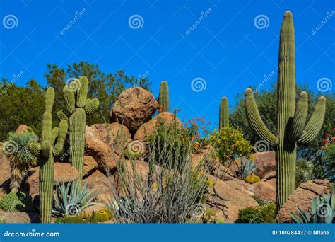 Paisaje Del Cactus Del Desierto En Arizona Imagen De Archivo Imagen