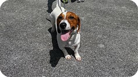 Maybe you would like to learn more about one of these? Russ | Adopted Dog | Boca Raton, FL | Jack Russell Terrier ...