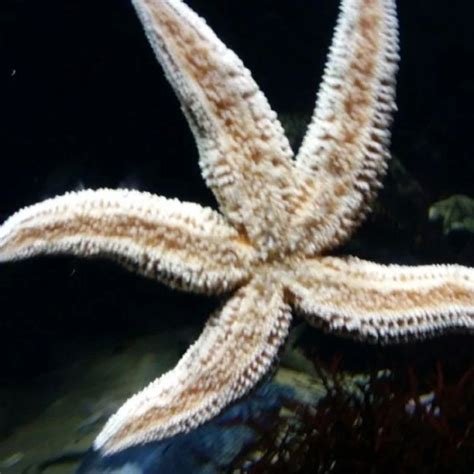 Cool Starfish Facts For Kids Sea Star Facts For Kids Kids Play And