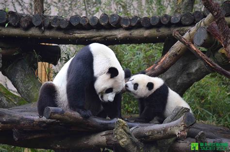 「圓仔」第一次和媽媽結伴踏青。 Panda Giant Panda Panda Bear