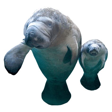 Photo Clipart Dugong Png Photo Hd Photos Png Images Design