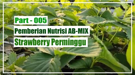 Part Pemberian Nutrisi Ab Mix Strawberry Hidroponik