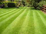 Photos of How To Care Lawn Grass
