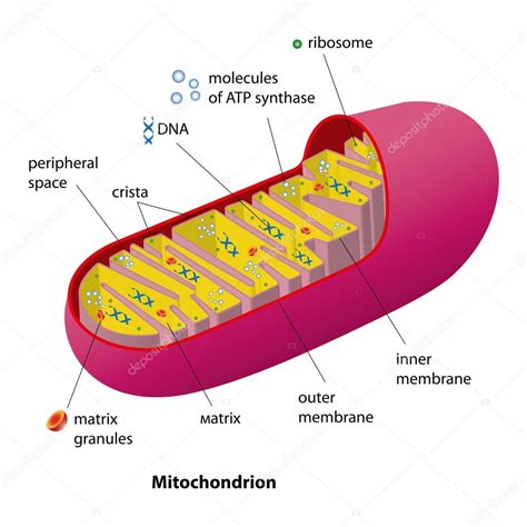 Mitochondrion Scheme Stock Vector By ©miantsev 65217483