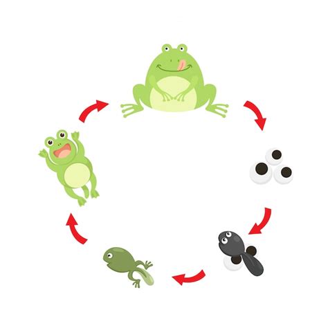 Premium Vector Illustration Life Cycle Frog Vector