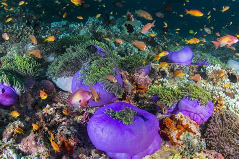 The Rainbowed Reef Smithsonian Photo Contest Smithsonian Magazine