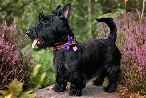 Scottish Terrier The Ultimate Dog Breed Guide Petdt