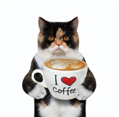 Cat Holds Cup Of Coffee With Text 2 Stock Image Image Of Holding