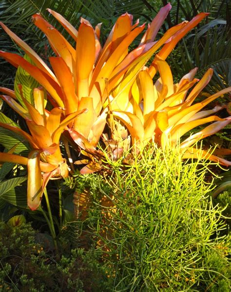 Aechmea Blanchetiana Bromeliads Secret Garden Plants