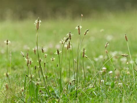 Narrow Leaf Plantain Weed