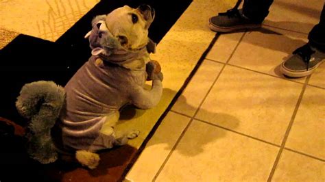 Dog With Squirrel Costume Youtube
