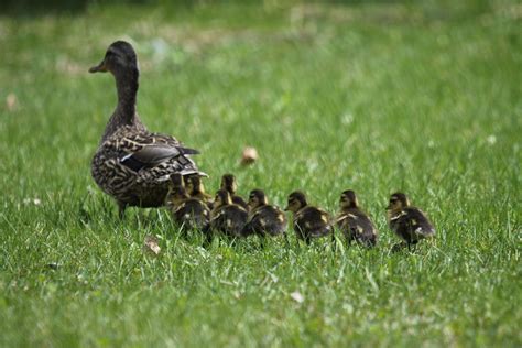 Mother Duck And Babies I Miss Mine Baby Animals Animals Photo