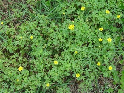 Other weeds that produce yellow flowers include hop clover and black medic. Common Weeds in South Florida Lawns - One Two Tree