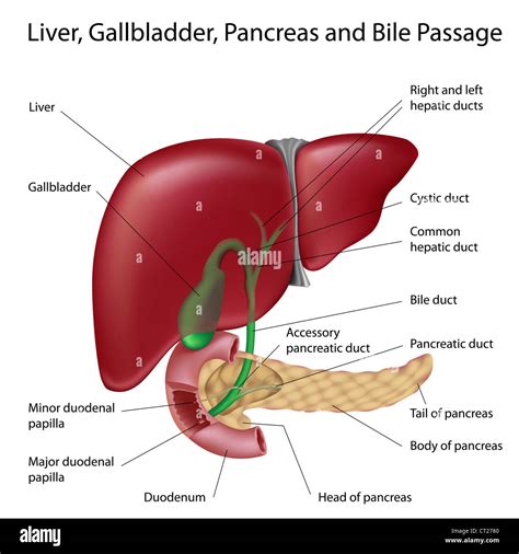 Gross Anatomy Of Liver Gallbladder Pancreas And Bile Passages Diagram