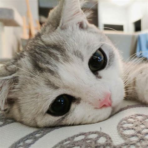 Why So Sad Baby Rcats