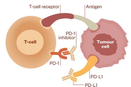 PD L1 Protein Prime DX Molecular Testing Immune Response