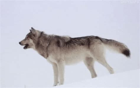 475 wolf gifs gif abyss. Wolf Howling GIFs - Find & Share on GIPHY