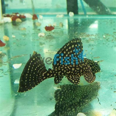 Spotted Sailfin Pleco 6cm Delivered To Your Door In Australia
