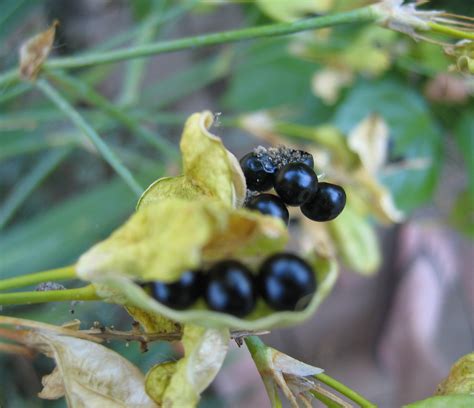 Belamcanda plants are hardy perennials. to everything there is a season... | blackberry lily seeds ...