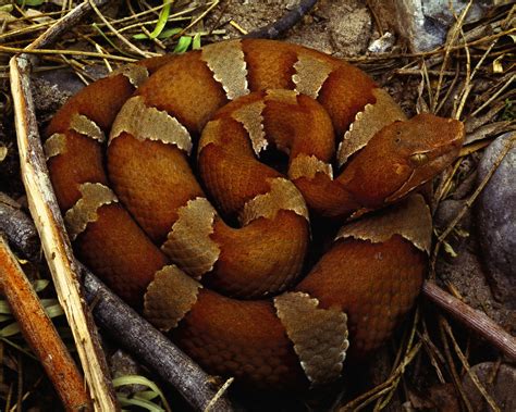 Copperhead Coiled To Strike Texas Pictures Texas