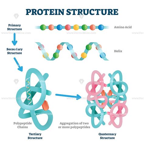 Protein Structure Vector Illustration Protein Muffins Protein Snacks
