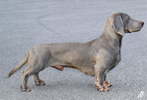 Dachshund Breed Dachshunds Weimaraner Picture Show Dog Breeds Zoo