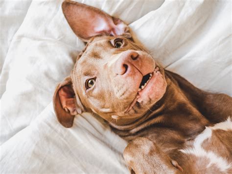 Pit Bull Gets To Plan Out His Own Day In Irresistible Video