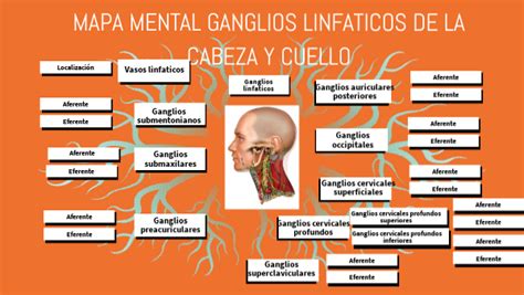 Ganglios Linfaticos De La Cabeza Y Cuello