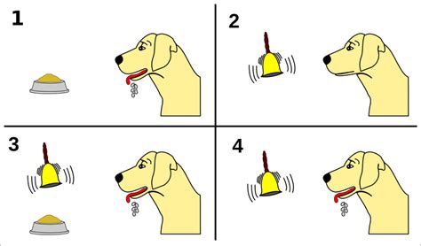 Identify The Components Of Pavlovs Dog Experiment Diagram Quizlet