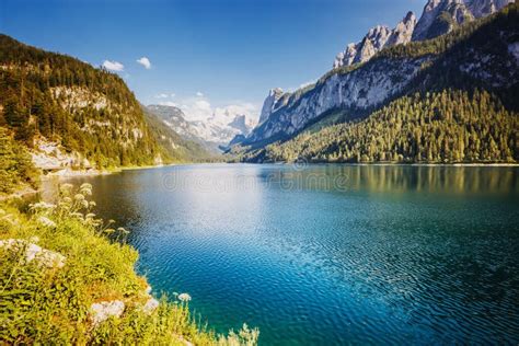 Alpine Lake Vorderer Gosausee Salzkammergut Is A Famous Resort Area