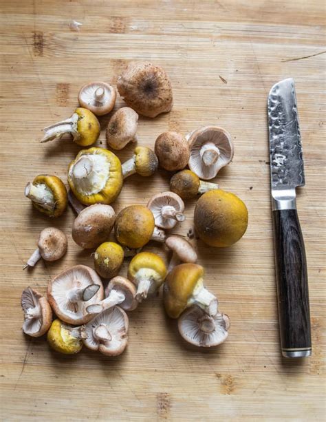 Hunting And Cooking Honey Mushrooms Honey Fungus Or Armillaria Mellea